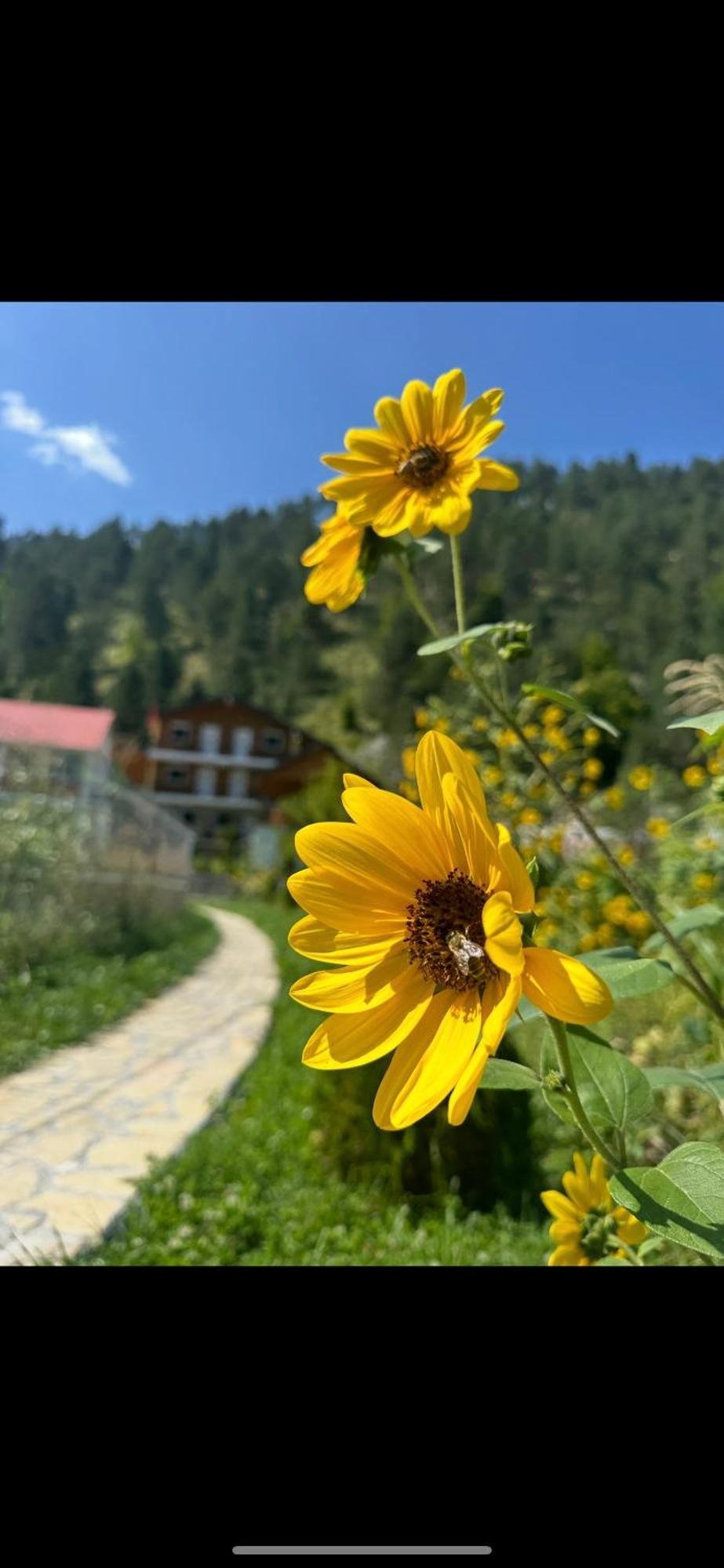Bujtina Brahim Selimaj Valbone Exterior foto